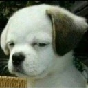 น้อง มป อยากเดินเล่น