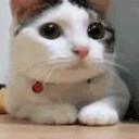 สมาชิกหมายเลข 1140684