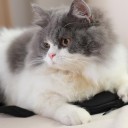 น้องแสนดี