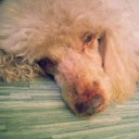 สมาชิกหมายเลข 808705