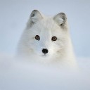 สมาชิกหมายเลข 2051585