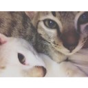 สมาชิกหมายเลข 2168398