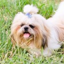 ต้นแก้วสีน้ำเงิน