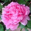 สมาชิกหมายเลข 1207250