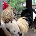 คนกลัวเมีย