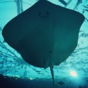 หมีชาร์โคล