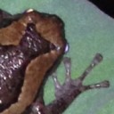 เซนเถรวาทปฐมสังคายนานิยม