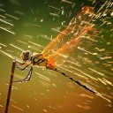 สมาชิกหมายเลข 2431011