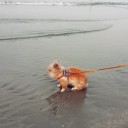 โคล่ากระต่ายฟันหัก