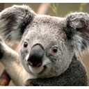 โสมส่องแสง