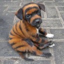 สมาชิกหมายเลข 1626518