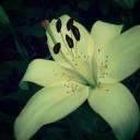 CreamyLily