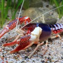 สมาชิกหมายเลข 1308718