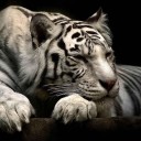 สมาชิกหมายเลข 1613874