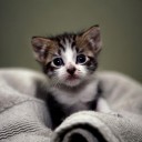 สมาชิกหมายเลข 2444361