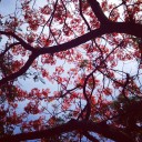 สมาชิกหมายเลข 2444705