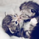 สมาชิกหมายเลข 813244