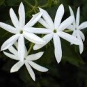 สมาชิกหมายเลข 1206336