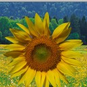 สมาชิกหมายเลข 813501