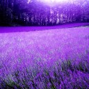 สมาชิกหมายเลข 990241