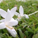 สมาชิกหมายเลข 923931