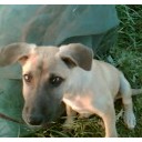 หมาเหม่อ