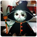 แม่มดแมว