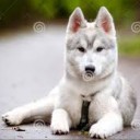 wolfthekid