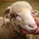 สมาชิกหมายเลข 2447132