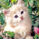 สมาชิกหมายเลข 1080612