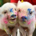 สติชช์หมูอวกาศ