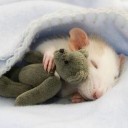 ด่างศรี ชะนีแฮมสเตอร์