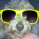 กระต่ายไม่หมายจันทร์