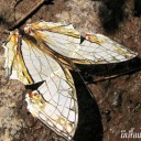 blueblood@มาทุกวัน!!!! ^o^