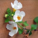 สมาชิกหมายเลข 1982079