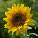 สมาชิกหมายเลข 2275651