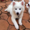 สมาชิกหมายเลข 943227