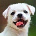 สมาชิกหมายเลข 1633391