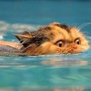 ไก่จิ๊บไก่ตุ๋น