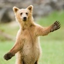 หมีโคเดี๊ยก