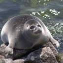 สมาชิกหมายเลข 1116303