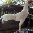 สมาชิกหมายเลข 814286