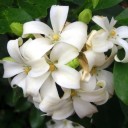 ข้าวมันไก่สีชมพู