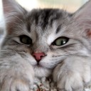 สมาชิกหมายเลข 1216275