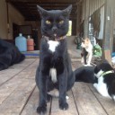 ดอกไม้สาริกา