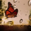 ปะนอยป่อยป๊อย