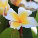 สมาชิกหมายเลข 1511907