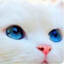 สมาชิกหมายเลข 3127555
