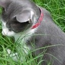 โกมาซุม