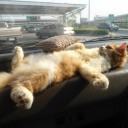 สมาชิกหมายเลข 1064931